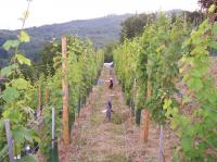 a marche aussi dans les vignes !