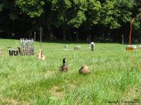 canards sur champ de tir